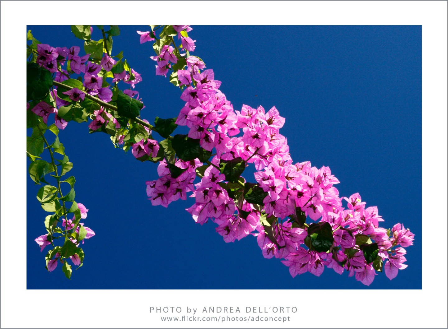 bougainville